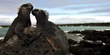 Galápagos, l'Ecuador vuole lo status di Riserva della Biosfera
