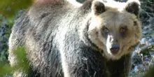 Rinviato a giudizio l'uomo che uccise l'orsa Amarena