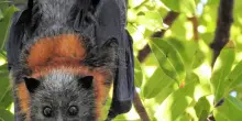 Scoperte in Cina 20 nuove specie di virus nei pipistrelli