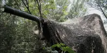 ++ 'Kupyansk circondata',Putin dispone misure per resa ucraini ++