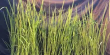 Moon-Rice, nasce in Italia il riso per le future basi spaziali