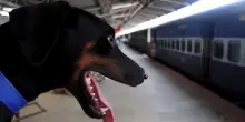 I cani viaggiano gratis su Frecce e Intercity fino al 15/9