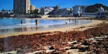 Allarme alghe a Cadice: un disastro per turismo ed ecosistema