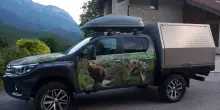 Trasferita in Germania l'orsa JJ4, uccise Andrea Papi