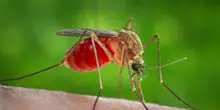 Nel Lazio attualmente 20 casi di West Nile, tutti a Latina. Un animale infetto a Terracina