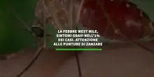 La febbre West Nile, sintomi gravi nell'1% dei casi. Attenzione alle punture di zanzare