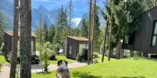 In vacanza con gli amici a quattro zampe