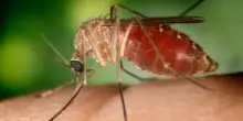 In Campania e Lazio altre due vittime del virus West Nile