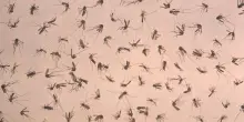 Nel Lazio 12 nuovi casi West Nile, tutti in provincia Latina