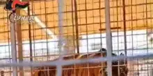 Due leoni e due tigri sequestrati a un circo in Puglia