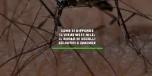 Come si diffonde il virus West Nile: il ruolo di uccelli selvatici e zanzare