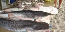 Brasile, carne di squalo nelle mense scolastiche e nelle carceri