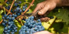 Vendemmia di qualità ma produzione a più velocità, al Sud +20%