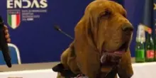Ucciso cane eroe Bruno, aveva ritrovato 9 persone