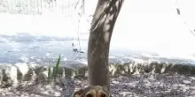 Indagini su uccisione di una cagnolina, una persona confessa