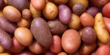 Le patate si sono evolute dai pomodori 9 milioni di anni fa