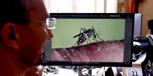 West Nile, nel Lazio decima vittima e 17 nuovi casi