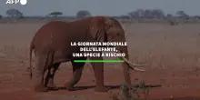 La giornata mondiale dell'elefante, una specie a rischio