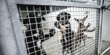 Cane sgozzato in strada nell'Agrigentino