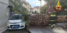 Palma di 10 metri crolla su auto sulla costa marchigiana