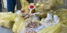 Guerra delle orecchiette, ancora sequestri a Bari Vecchia