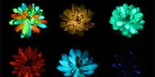 Piante grasse brillano al buio in vari colori, come in Avatar