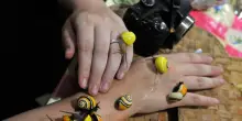 Missione per salvare dall'estinzione le lumache Polymita