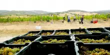 Vendemmia +8%, Italia numero uno al mondo per produzione di vino
