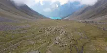 Tempo di transumanza in Alto Adige, il ritorno delle pecore dall'Austria