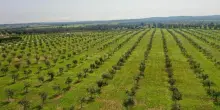 In Salento emissioni di carbonio si compensano piantando ulivi