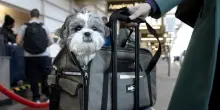 Dai cani in cabina ai bagagli, le novità sugli aerei