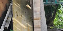 Tiene cane alla catena, mille euro di multa con legge Brambilla