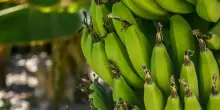 Panama, Chiquita avvia le assunzioni per la riapertura