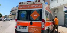 Cane ucciso da altro cane, Tribunale riconosce il danno morale