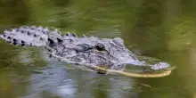 L'appello di uno degli italiani detenuti ad Alligator Alcatraz: "Fateci uscire da questo incubo"