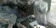 I reati contro gli animali diventano legge: multe fino a 160mila euro e carcere. Cosa prevede