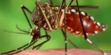 Malattie da zanzare in Europa: cosa sapere su dengue, Zika e West Nile