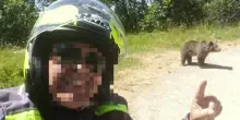 Romania, motociclista italiano ucciso da un’orsa