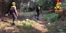Ventimiglia, bimbo ritrovato: così i vigili del fuoco hanno setacciato il bosco con un border collie