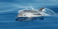 Mediterraneo bollente, ecco quali sono le specie marine a rischio
