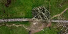 Gran Bretagna, abbattuto “l’albero di Robin Hood”: i due colpevoli finiscono in carcere