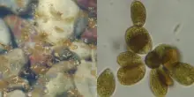L’alga tossica invade le coste italiane: dove si trova l’Ostreopsis ovata e quali sono i rischi