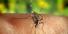 Virus West Nile: muore un’anziana di 82 anni a Latina