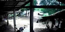 Esplosioni al confine tra Thailandia e Cambogia: animali e civili fuggono per i colpi di artiglieria