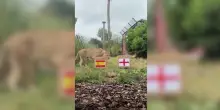 Europei, così la leonessa prevede la vittoria delle "Leonesse" britanniche contro le spagnole