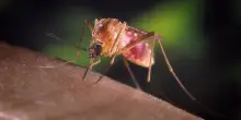 West Nile, sette nuovi casi nel Lazio: due con sindrome neurologica. Salgono a 28 i contagi