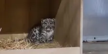 Raro cucciolo di leopardo delle nevi muove i suoi primi passi: le immagini dallo zoo di Chester