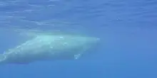 Nel mare di Sanremo in cerca di Moby Dick: ecco il capodoglio
