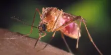 Morto 85enne per West Nile, è la nona vittima nel Lazio