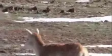 Cina, un robot antilope per controllare le mandrie sull'altopiano tibetano